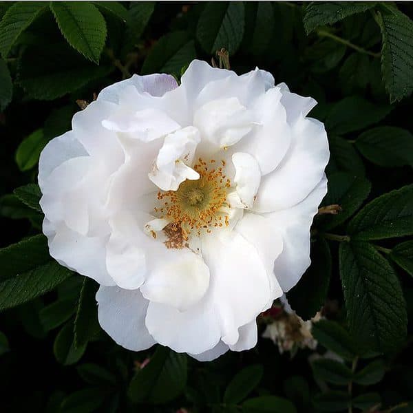 Японска роза 'Алба' – SuperPlants